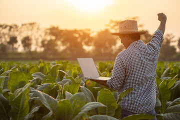 Canvas Print - Farmer using modern laptop in tobacco field, spread arms and raising his success fist happily with feeling very good while working. Successful or happiness for agriculture business