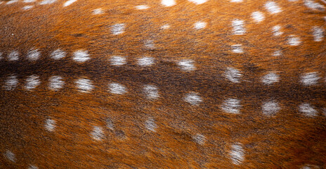 Wall Mural - sika deer fur close up. red animal fur background, fur texture. dappled deer.