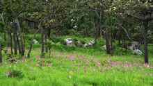  Field Of Siam Tulip Cercuma Alismatifolia Bloomming In Rainy Season, Pa Hin Ngam National Park, Thailand