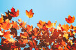 Red and gold maple leaves against a clear blue autumn sky.