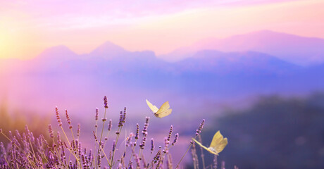 blooming lavender spring flower and a flying butterfly against the backdrop of a spring sunrise land