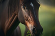portrait of a beautiful horse in a field, Wildlife Nature Background, Illustration generativ ai 