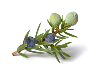 Wall Mural - Juniper branch with green and blue berries