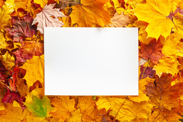Wall Mural - Autumn concept - background of dry fallen autumn leaves with space for text in the middle - white sheet of paper surrounded by autumn leaves, copy space