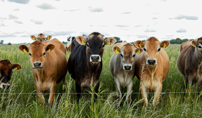 cows in a field