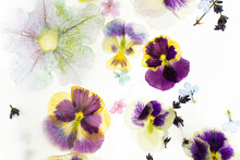Summer Background Of Frozen Flowers In Ice, Colorful Pansies And Geraniums, Lavender And Verbena