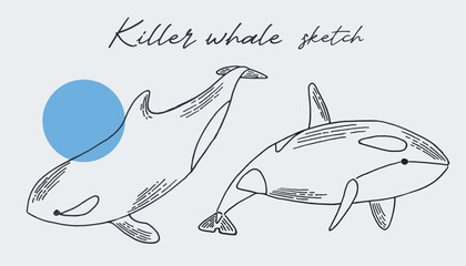Wall Mural - Hand drawn sketch style killer whales isolated on white background. Vector illustration.