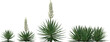 agave agav plant hq arch viz cutout