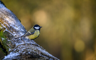 Wall Mural - Blue tit