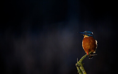 Wall Mural - Kingfisher in early morning light