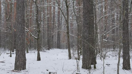 Wall Mural - snowy winter in a pine forest it is snowing tree branches in the snow