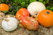 Autumn Pumpkins And Gourds On Hay