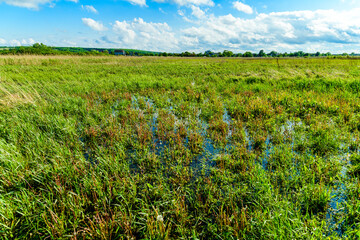 Wall Mural - View of the marsh near river Dnieper on spring