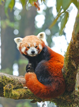 Red Panda Sitting In A Branch Close Up In Singalila National Park, India