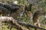 Fototapeta Zwierzęta - Léopard, Panthère, Panthera pardus, Afrique du Sud