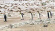 Volunteer Point, Falkland Islands, UK