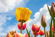 Yellow Tulip Among Red Tulips Against The Blue Sky With White Clouds