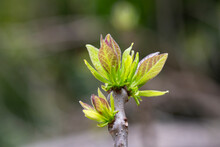 Tree Branch With Buds Background, Spring Close Up