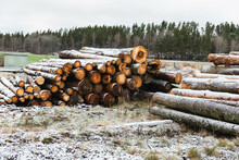 Wood Pile In Frosty Land