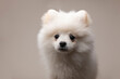 © Michela Ravasio/Stocksy - Portrait of adorable Pomeranian Spitz puppy