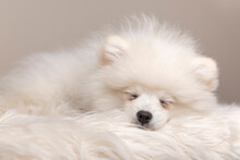 Pomeranian Spitz Puppy Sleeping
