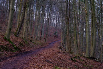 Wall Mural - winter landscape in germany, forest with bare tree trunks and red leaves on the ground.