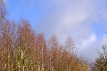 Wall Mural - view of a young forest, a tree with thin trunks and a blue sky.
