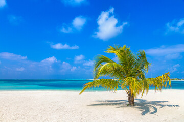 Poster - Tropical beach with single palm