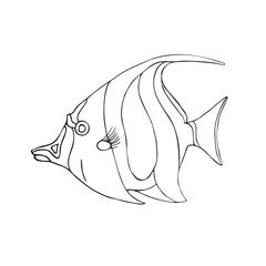 Canvas Print - Vector hand drawn doodle sketch angel fish isolated on white background