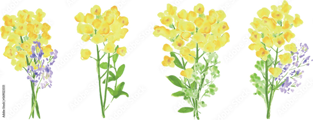 水彩画。菜の花の装飾ベクターイラスト。水彩タッチの菜の花