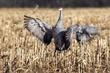 Wall Mural - Dancing Sandhill crane (Antigone canadensis)  a few days before the flight to the south.