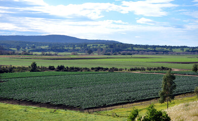  healthy crops in rows and ready for harvesting in the fertile soil of Lindenow East Gippsland, Victoria.

