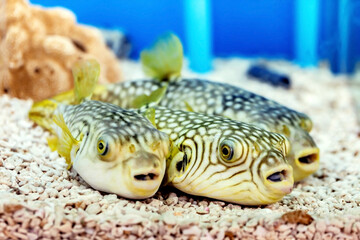 Wall Mural - A cute white-spotted puffer or stars-and-stripes puffer
