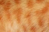 Fototapeta Desenie - Orange cat hair, full frame orange fur, for the background.