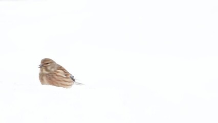 Poster - Winter in the Alps mountains, the common linnet (Linaria cannabina)