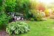 Natural private cottage summer garden in Europe. Hostas, white hydrangeas, and various shrubs blooming. Country life.
