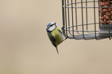 Wall Mural - a blue tit, cyanistes caeruleus, perching on the outside of a squirrel proof peanut bird feeder.