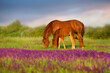 Mare and foal in flowers meadow