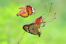 Moments Of Butterflies Mating On Flowers, Butterflies , Butterfly, 