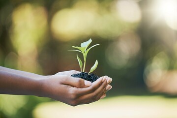 plants growth, hands and sustainability, eco friendly or earth day gardening in nature, agriculture 