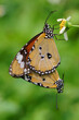 moments of butterflies mating on flowers, butterflies , butterfly, 