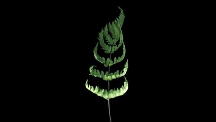 Wall Mural - Time lapse of drying fern leaf with ALPHA transparency channel isolated on black background
