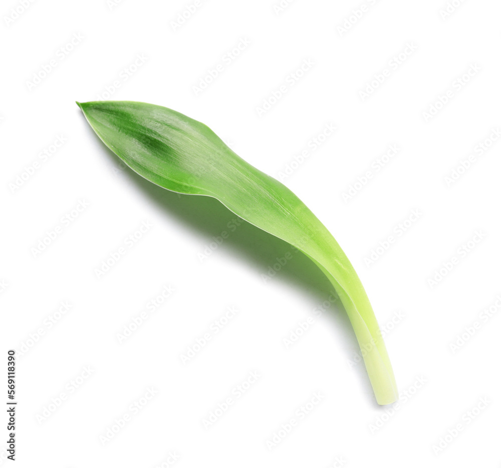 Green bamboo leaf on white background