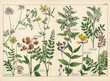 © fieryphoenix - A sheet of antique botanical lithography of the 1890s-1900s with images of plants.