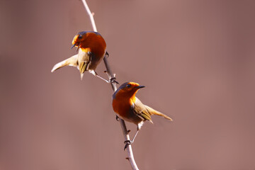 Wall Mural - A pair of robins on a thin branch on a blurry pink background.