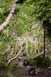 Birch forest Birkenwald 