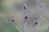 Fototapeta Dmuchawce - Roślinność w lesie owiana pajęczyną
