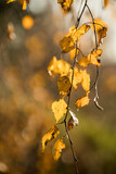 Fototapeta Dmuchawce - Liście w jesiennym lesie