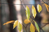 Fototapeta Dmuchawce - Liście w jesiennym lesie