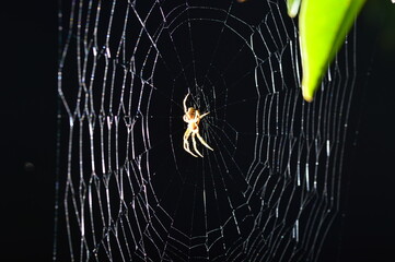 Wall Mural - spider and web